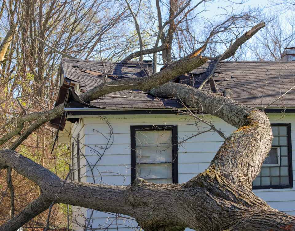 Tree trunk and branches crash through the roof of a house in the aftermath of a severe storm